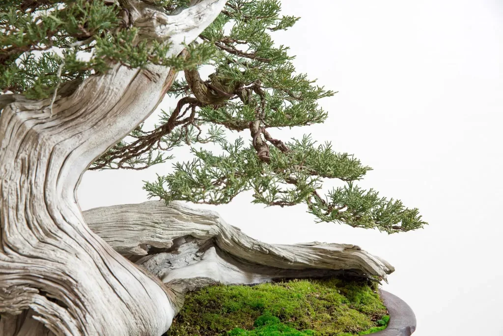 Một nghìn năm bonsai: Có lúc lụi tàn, có khi rực rỡ Một nghìn năm bonsai: Có lúc lụi tàn, có khi rực rỡ