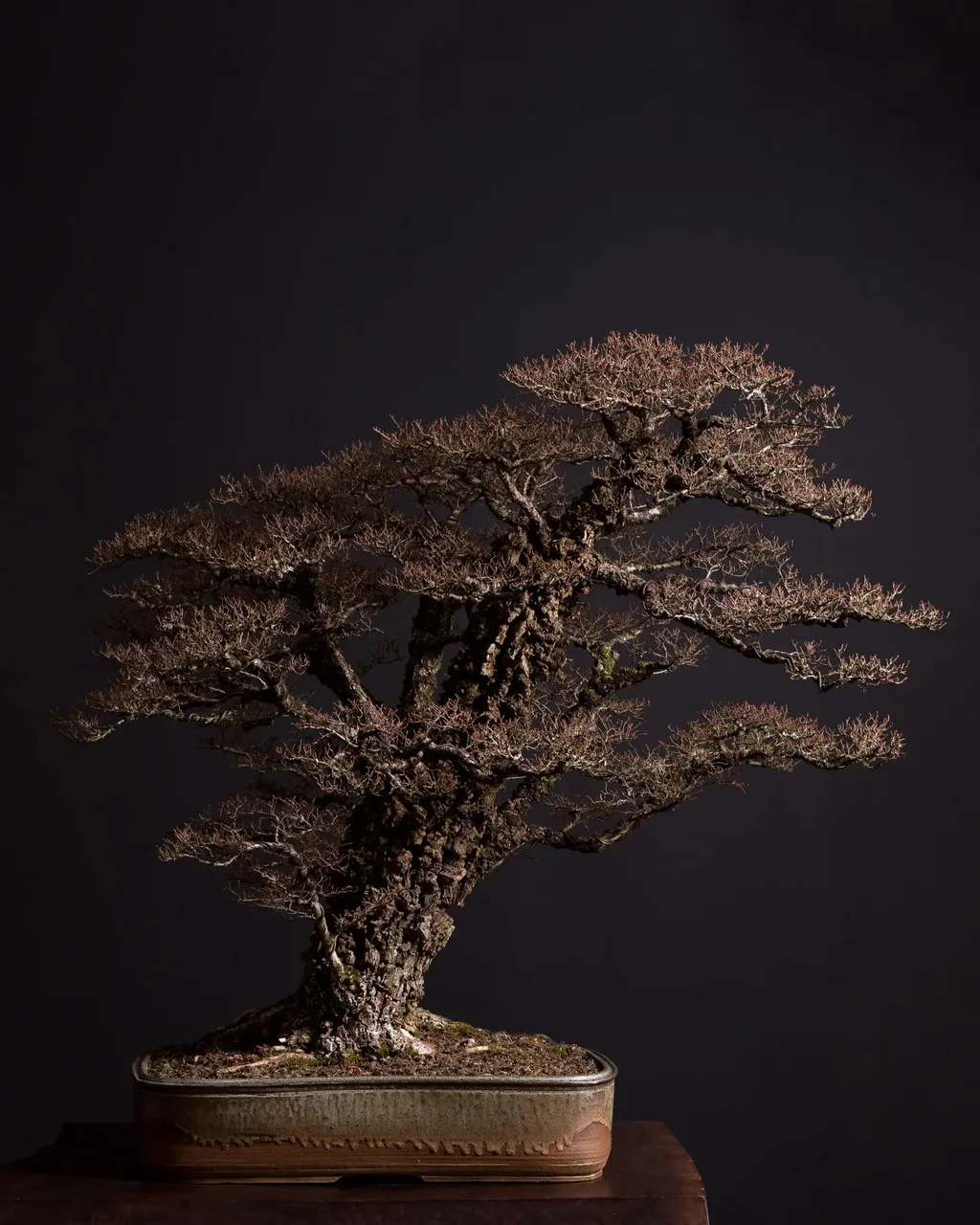 Một nghìn năm bonsai: Có lúc lụi tàn, có khi rực rỡ Một nghìn năm bonsai: Có lúc lụi tàn, có khi rực rỡ