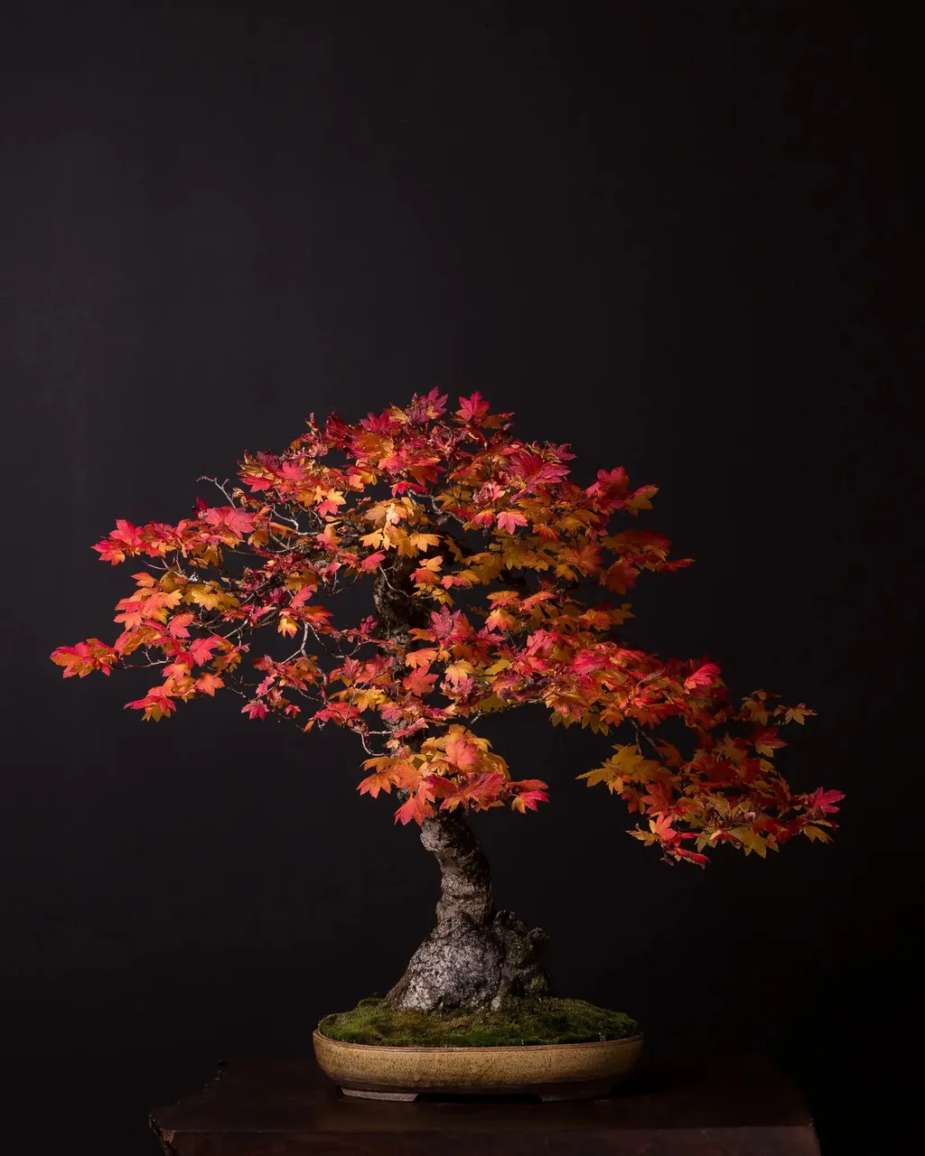 Một nghìn năm bonsai: Có lúc lụi tàn, có khi rực rỡ Một nghìn năm bonsai: Có lúc lụi tàn, có khi rực rỡ
