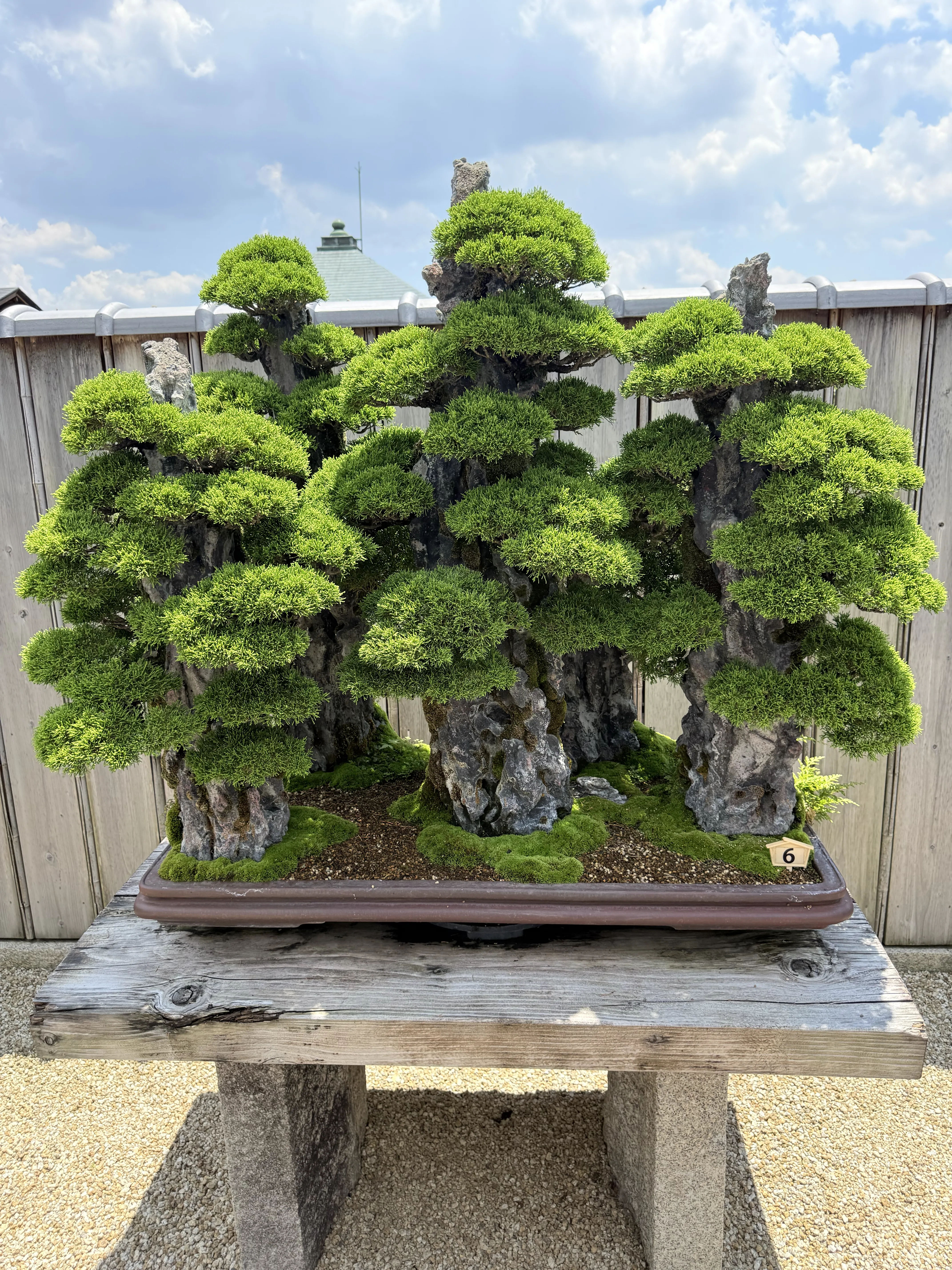 Vườn Bonsai Hoshun-in – Không gian bonsai giữa lòng cố đô Kyoto