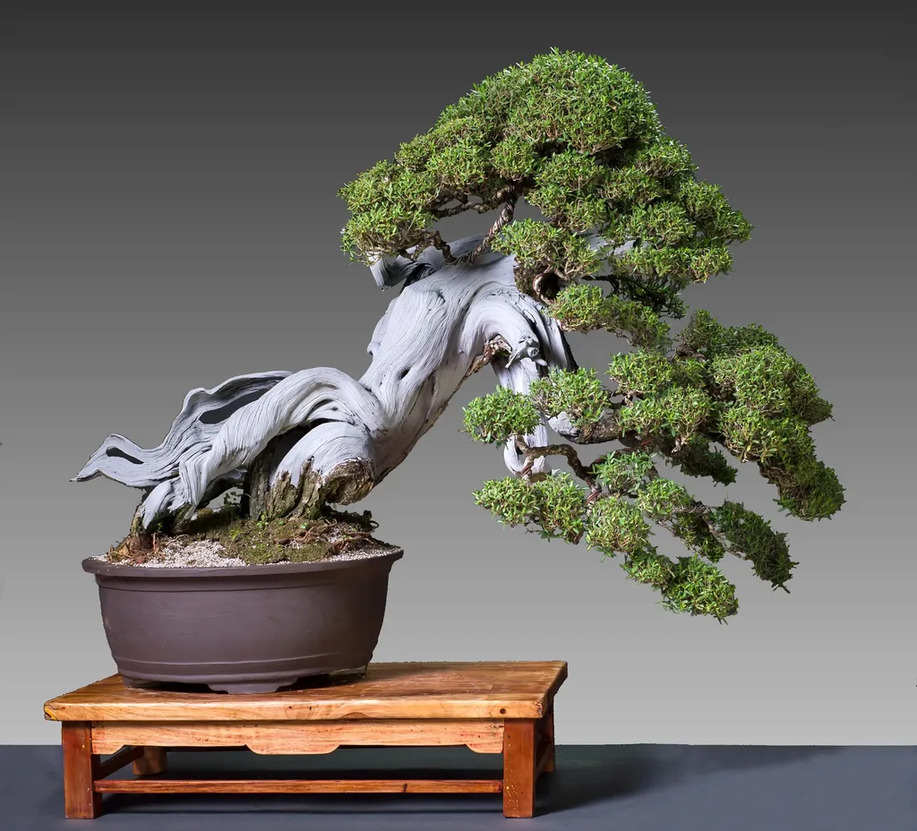 Một nghìn năm bonsai: Có lúc lụi tàn, có khi rực rỡ Một nghìn năm bonsai: Có lúc lụi tàn, có khi rực rỡ
