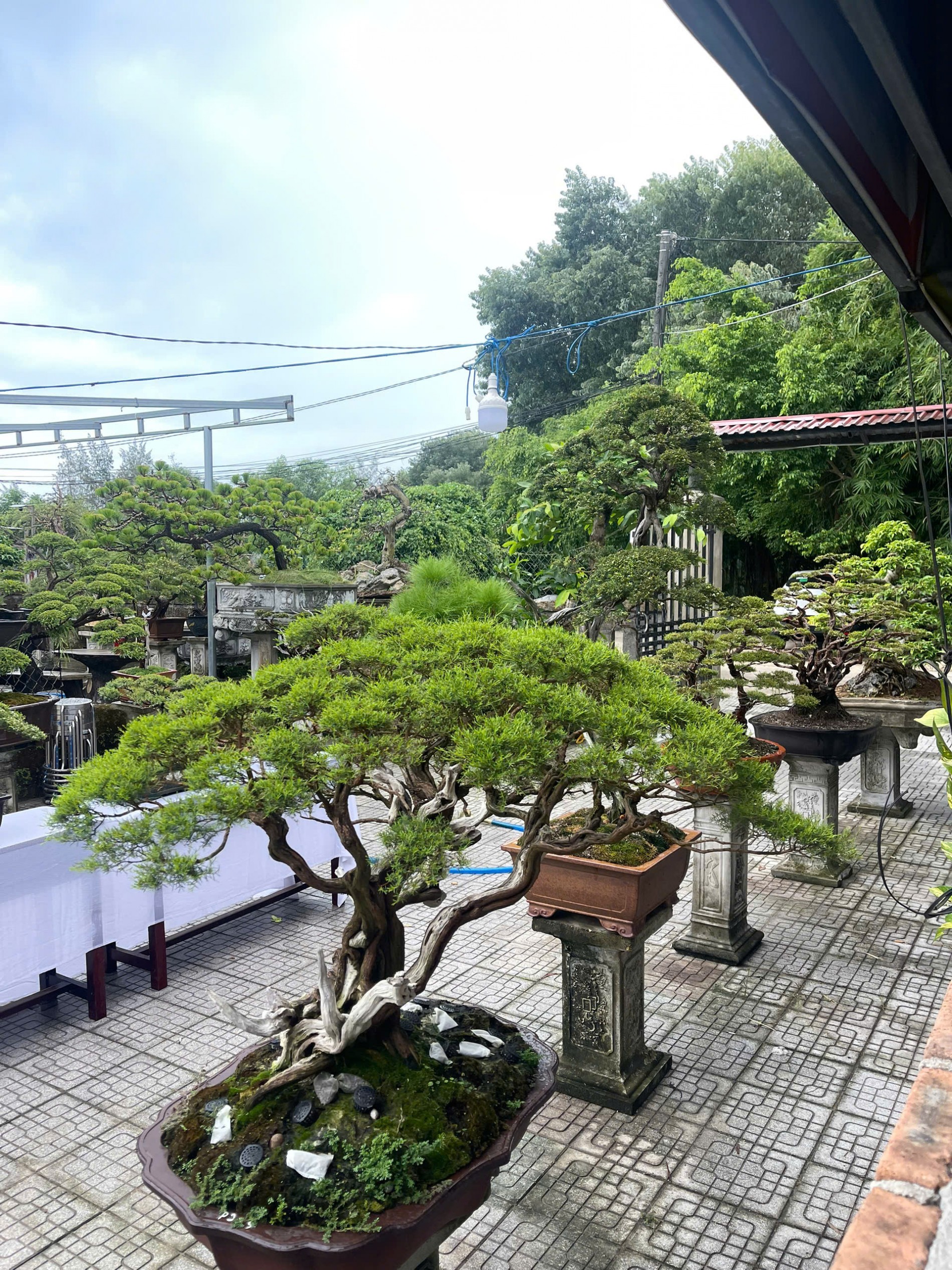 Những người gìn giữ vẻ đẹp của thời gian qua từng dáng Kim Sa Tùng Những người gìn giữ vẻ đẹp của thời gian qua từng dáng Kim Sa Tùng