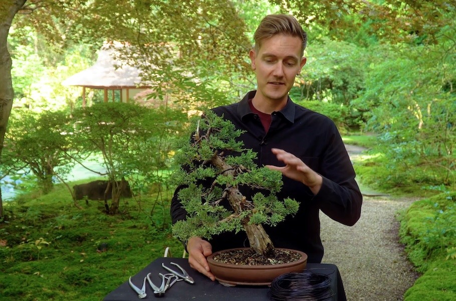 Chi 200 USD mua cây thô, 6 năm sau thu về một tuyệt phẩm bonsai