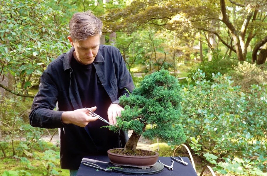 Chi 200 USD mua cây thô, 6 năm sau thu về một tuyệt phẩm bonsai