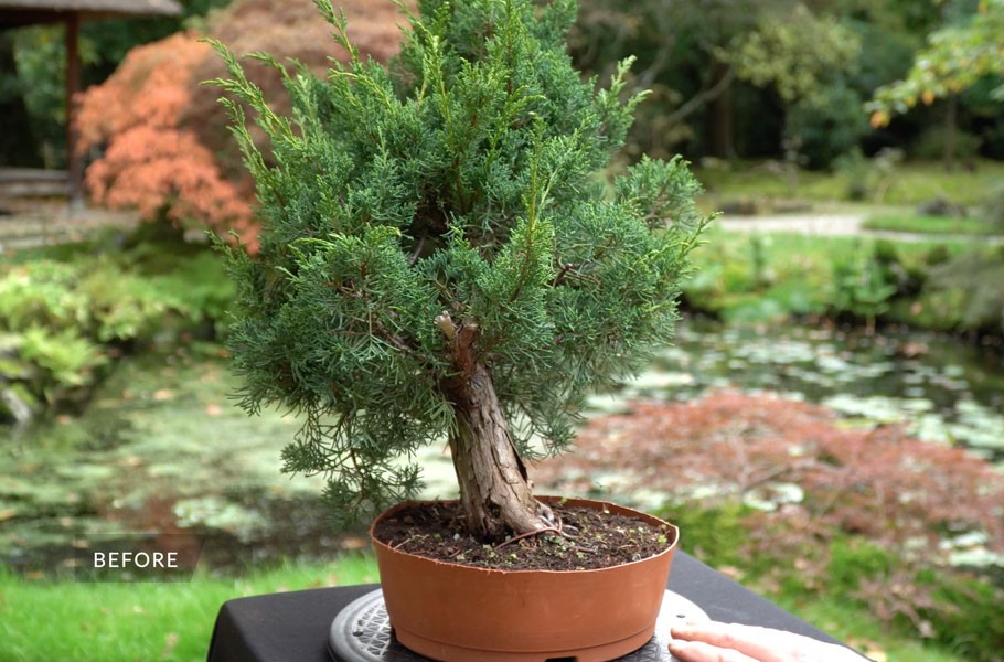 Chi 200 USD mua cây thô, 6 năm sau thu về một tuyệt phẩm bonsai