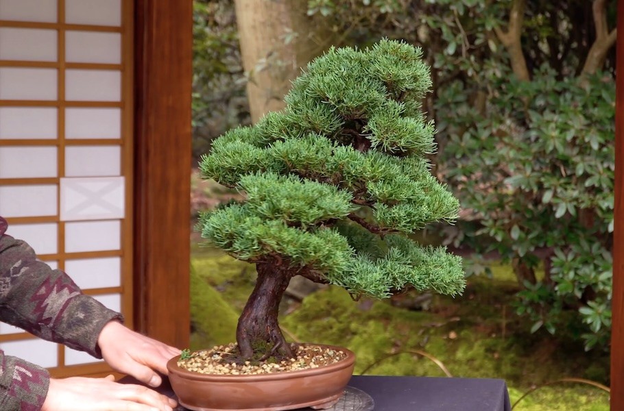 Chi 200 USD mua cây thô, 6 năm sau thu về một tuyệt phẩm bonsai