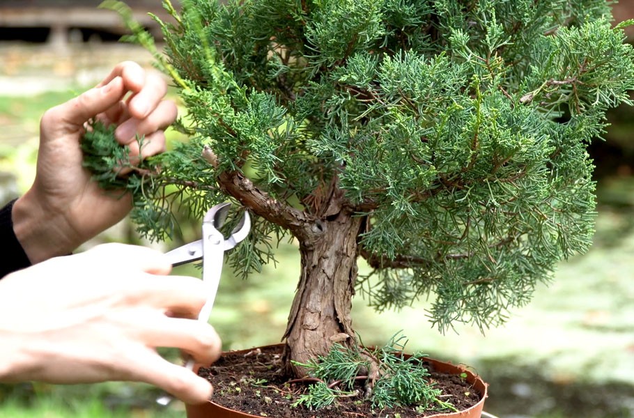 Chi 200 USD mua cây thô, 6 năm sau thu về một tuyệt phẩm bonsai