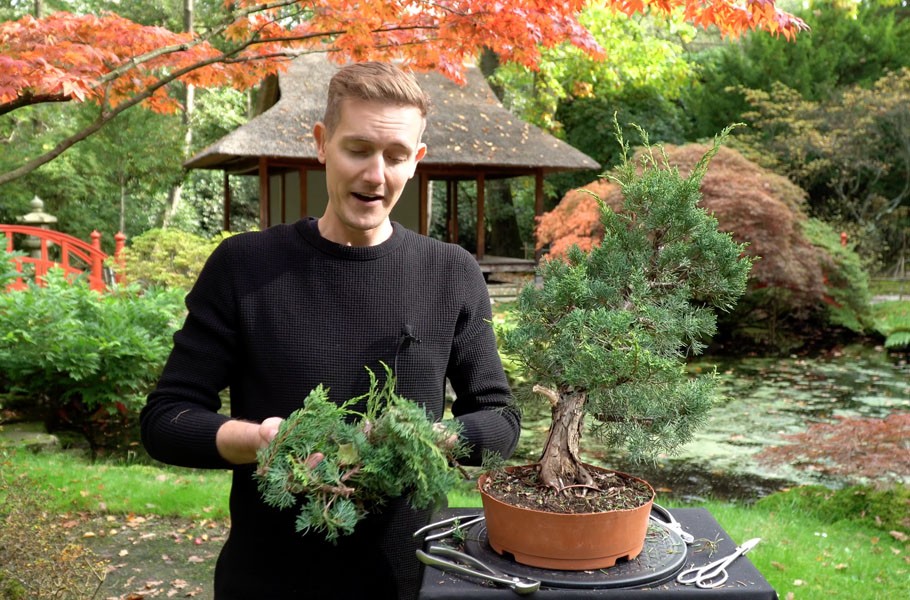 Chi 200 USD mua cây thô, 6 năm sau thu về một tuyệt phẩm bonsai