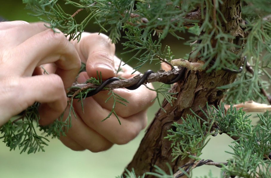 Chi 200 USD mua cây thô, 6 năm sau thu về một tuyệt phẩm bonsai