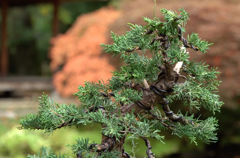 Chi 200 USD mua cây thô, 6 năm sau thu về một tuyệt phẩm bonsai