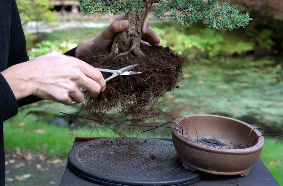 Chi 200 USD mua cây thô, 6 năm sau thu về một tuyệt phẩm bonsai