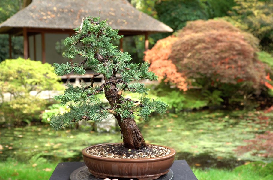 Chi 200 USD mua cây thô, 6 năm sau thu về một tuyệt phẩm bonsai