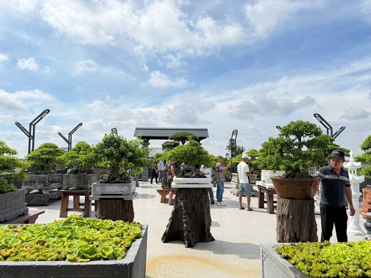 Hưng Yên: Hơn 200 người yêu cây cảnh hội ngộ, kết nối đam mê bonsai