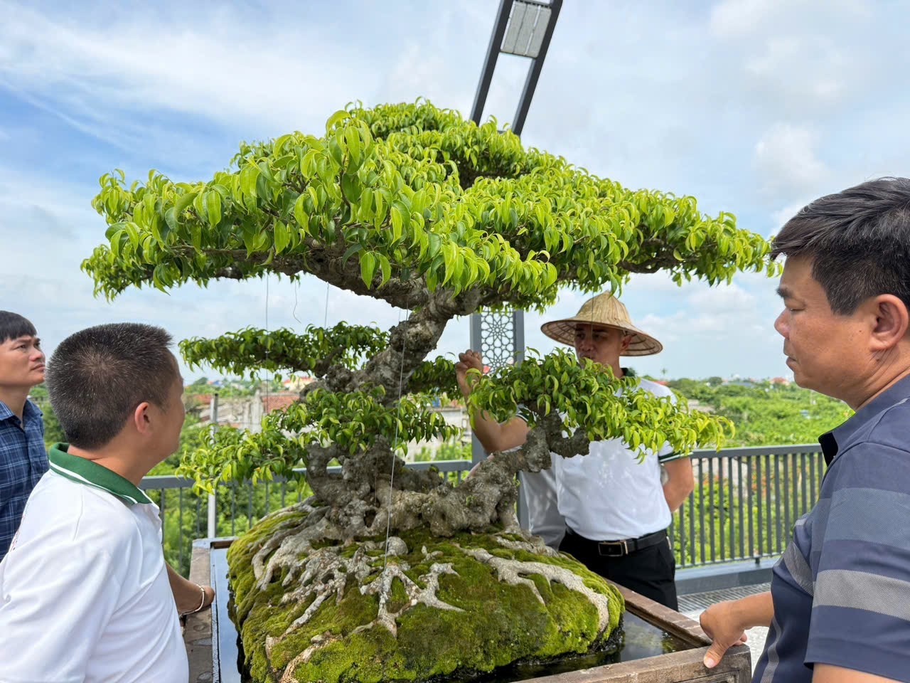 Hưng Yên: Hơn 200 người yêu cây cảnh hội ngộ, kết nối đam mê bonsai