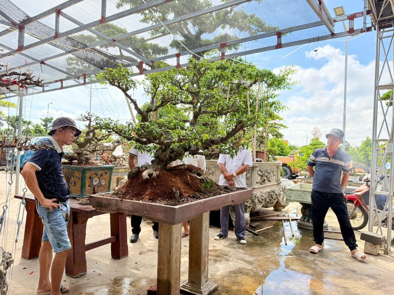 Hưng Yên: Hơn 200 người yêu cây cảnh hội ngộ, kết nối đam mê bonsai