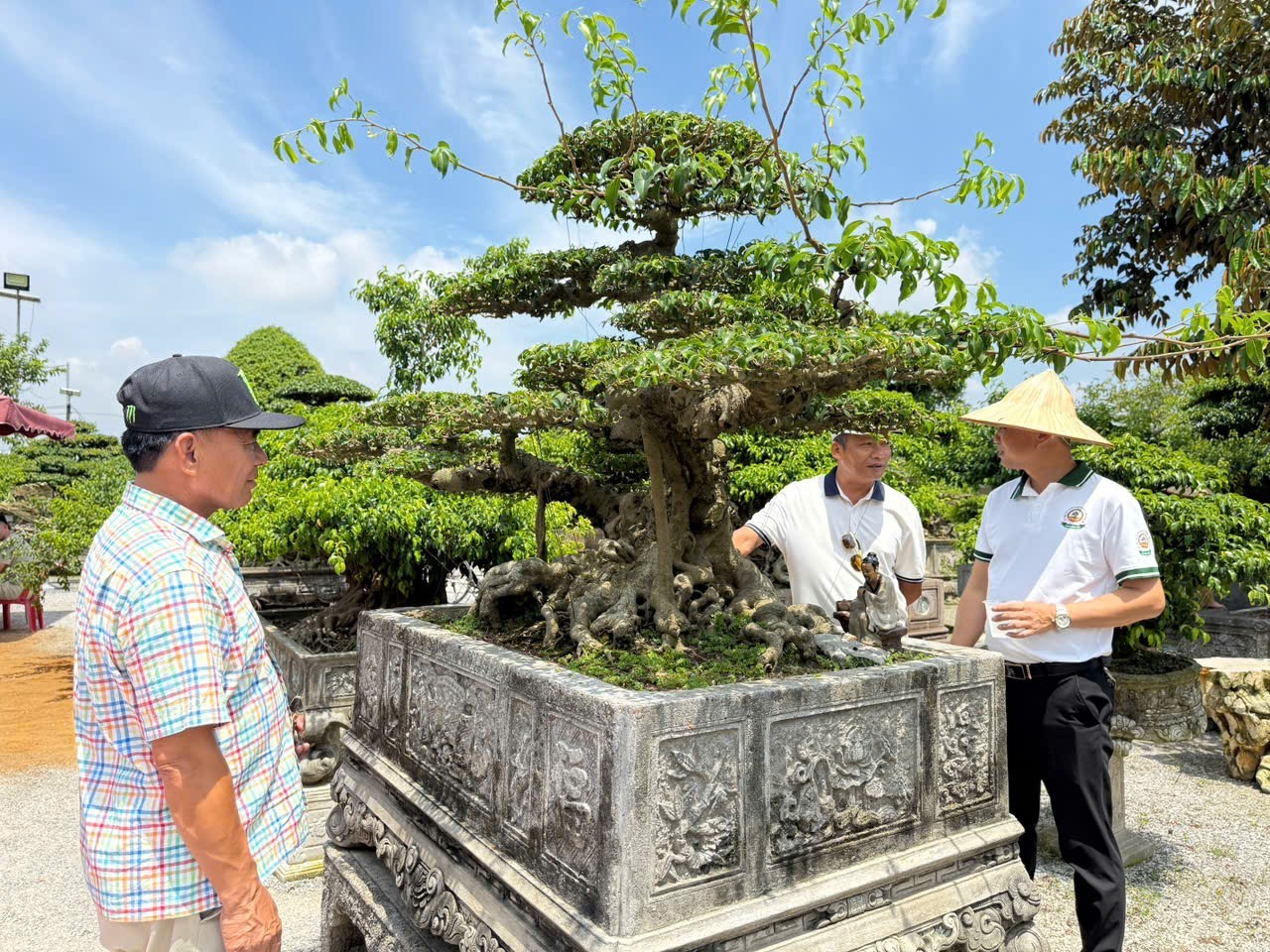 Hưng Yên: Hơn 200 người yêu cây cảnh hội ngộ, kết nối đam mê bonsai