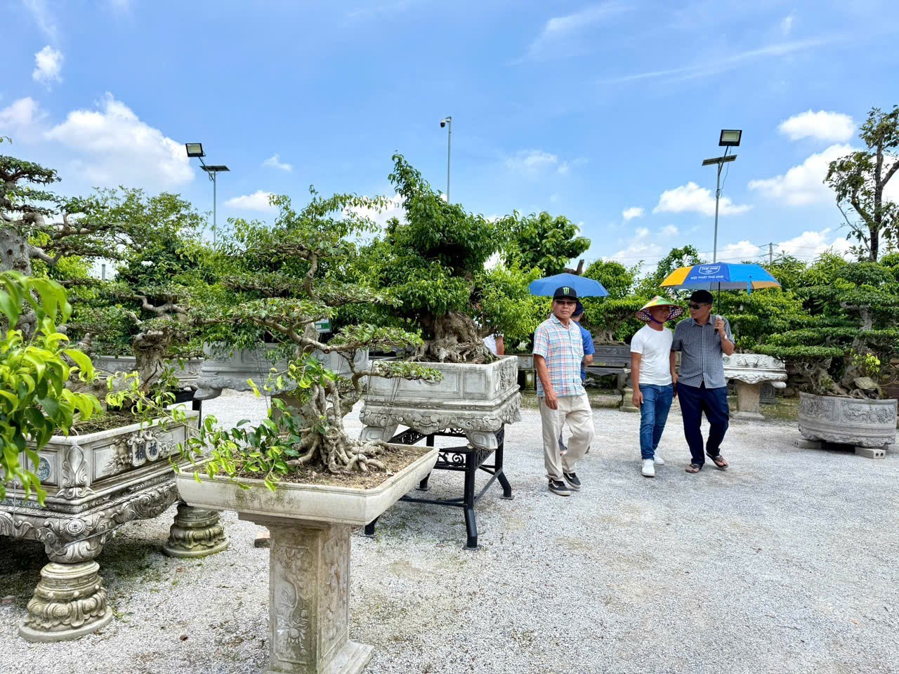 Hưng Yên: Hơn 200 người yêu cây cảnh hội ngộ, kết nối đam mê bonsai