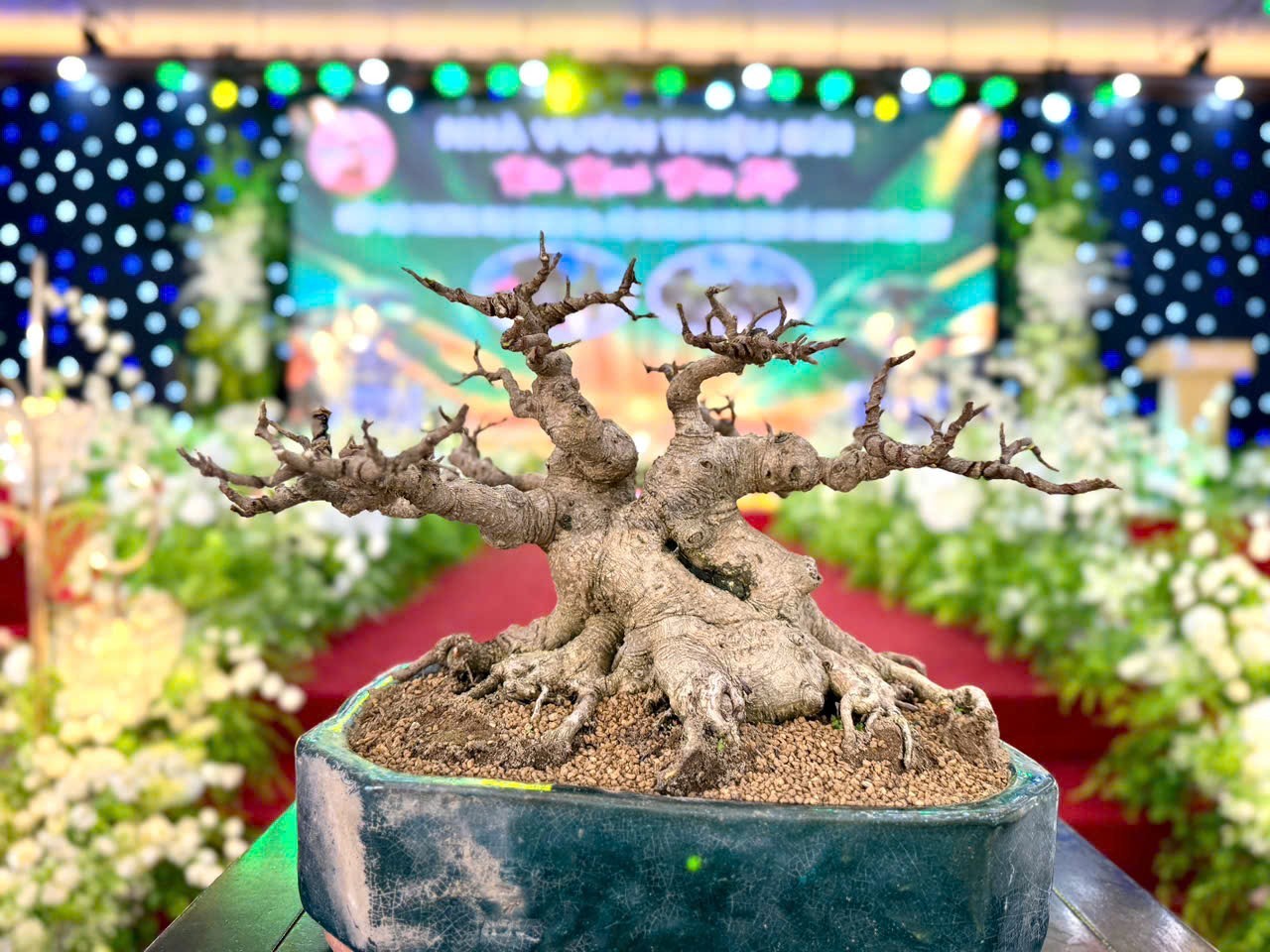 Hưng Yên: Hơn 200 người yêu cây cảnh hội ngộ, kết nối đam mê bonsai