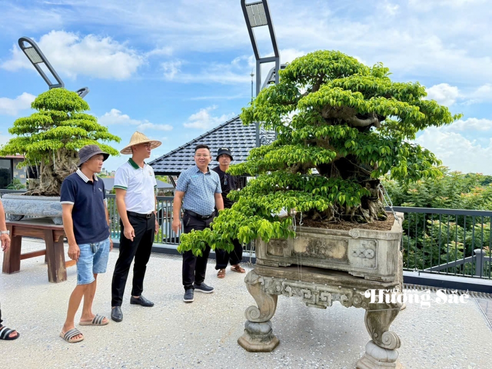 Hưng Yên: Hơn 200 người yêu cây cảnh hội ngộ, kết nối đam mê bonsai Hưng Yên: Hơn 200 người yêu cây cảnh hội ngộ, kết nối đam mê bonsai