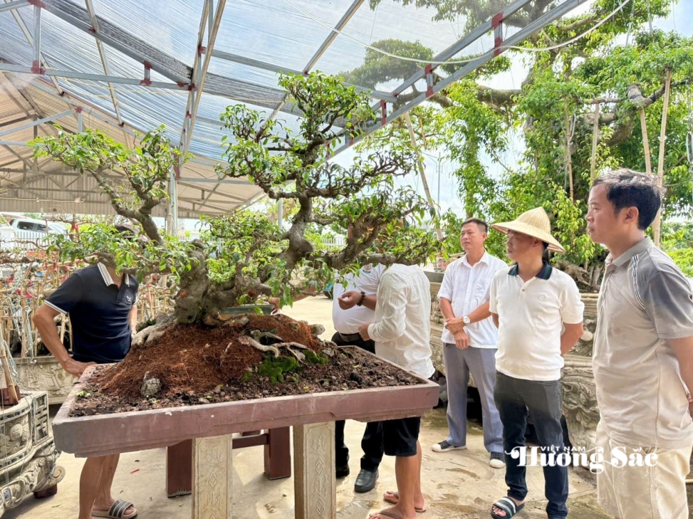 Hưng Yên: Hơn 200 người yêu cây cảnh hội ngộ, kết nối đam mê bonsai Hưng Yên: Hơn 200 người yêu cây cảnh hội ngộ, kết nối đam mê bonsai