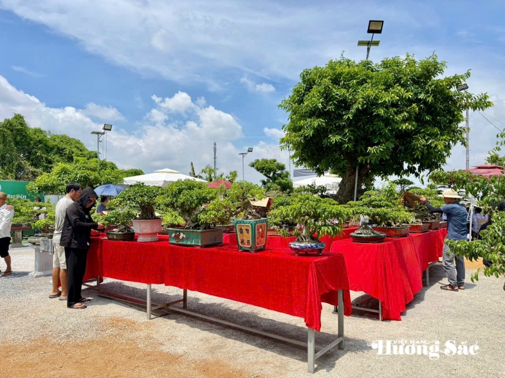 Hưng Yên: Hơn 200 người yêu cây cảnh hội ngộ, kết nối đam mê bonsai Hưng Yên: Hơn 200 người yêu cây cảnh hội ngộ, kết nối đam mê bonsai