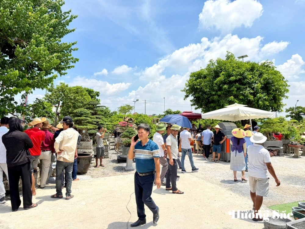 Hưng Yên: Hơn 200 người yêu cây cảnh hội ngộ, kết nối đam mê bonsai Hưng Yên: Hơn 200 người yêu cây cảnh hội ngộ, kết nối đam mê bonsai