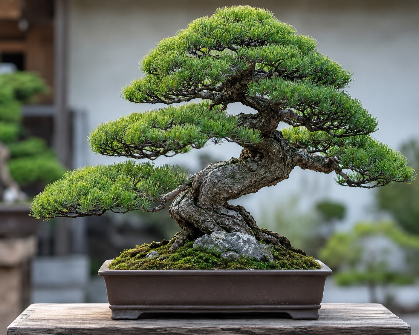 Phong thủy cây cảnh theo năm sinh: Cách chọn bonsai phù hợp với ngũ hành Phong thủy cây cảnh theo năm sinh: Cách chọn bonsai phù hợp với ngũ hành