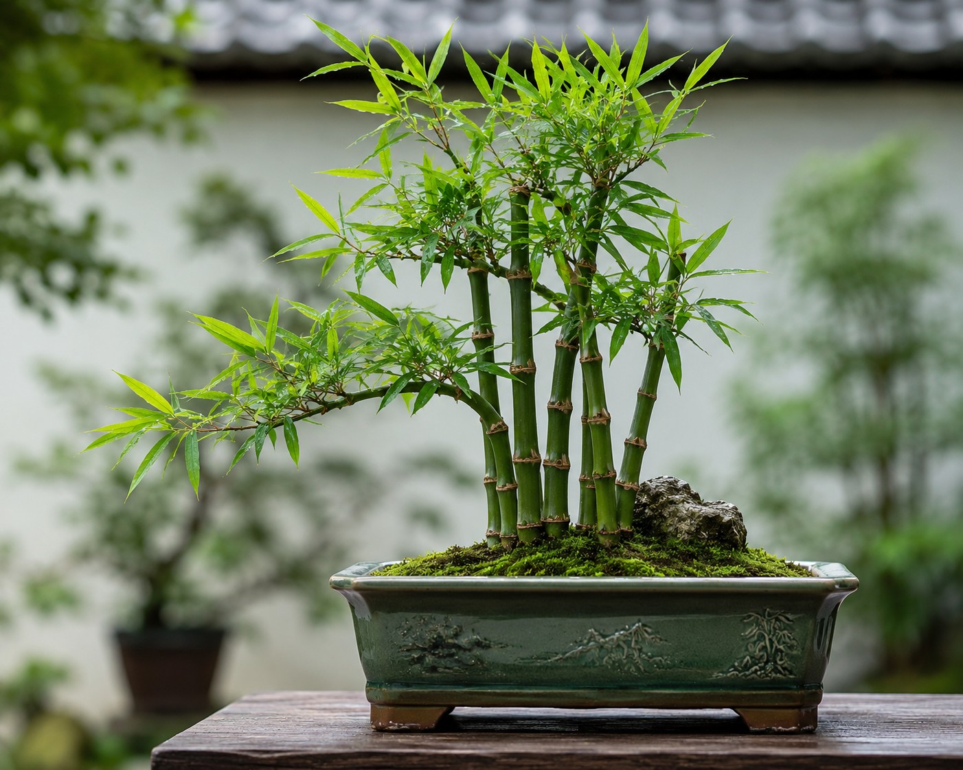 Phong thủy cây cảnh theo năm sinh: Cách chọn bonsai phù hợp với ngũ hành Phong thủy cây cảnh theo năm sinh: Cách chọn bonsai phù hợp với ngũ hành