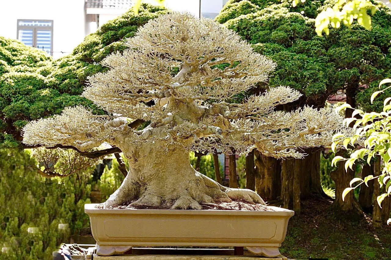 Hội Sinh vật cảnh thành phố Đà Nẵng lan tỏa giá trị nghệ thuật sinh vật cảnh Hội Sinh vật cảnh thành phố Đà Nẵng lan tỏa giá trị nghệ thuật sinh vật cảnh