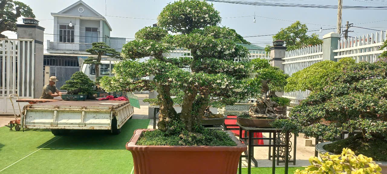 Hội Sinh vật cảnh thành phố Đà Nẵng lan tỏa giá trị nghệ thuật sinh vật cảnh Hội Sinh vật cảnh thành phố Đà Nẵng lan tỏa giá trị nghệ thuật sinh vật cảnh
