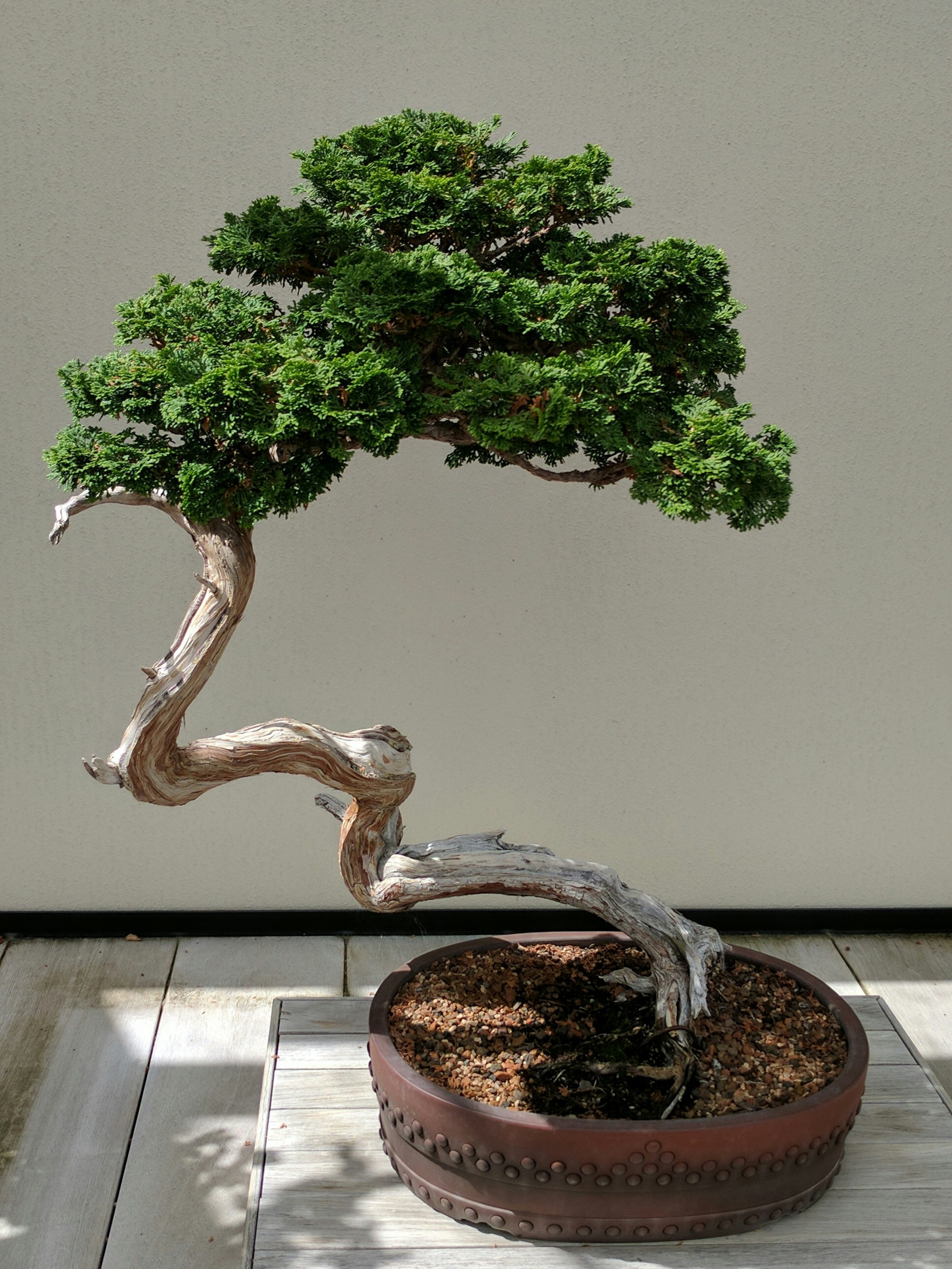 Phong thủy cây cảnh theo năm sinh: Cách chọn bonsai phù hợp với ngũ hành Phong thủy cây cảnh theo năm sinh: Cách chọn bonsai phù hợp với ngũ hành