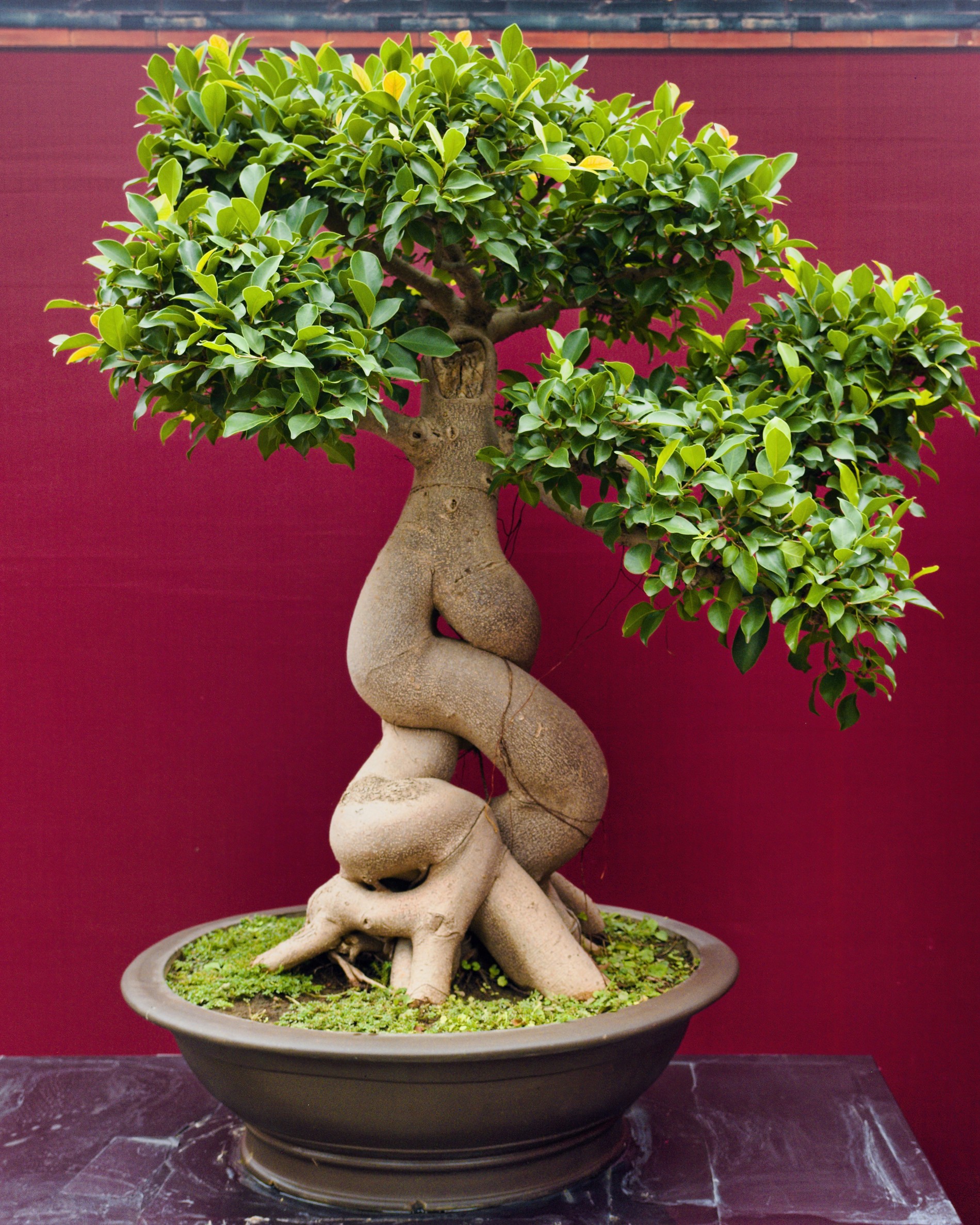 Phong thủy cây cảnh theo năm sinh: Cách chọn bonsai phù hợp với ngũ hành Phong thủy cây cảnh theo năm sinh: Cách chọn bonsai phù hợp với ngũ hành