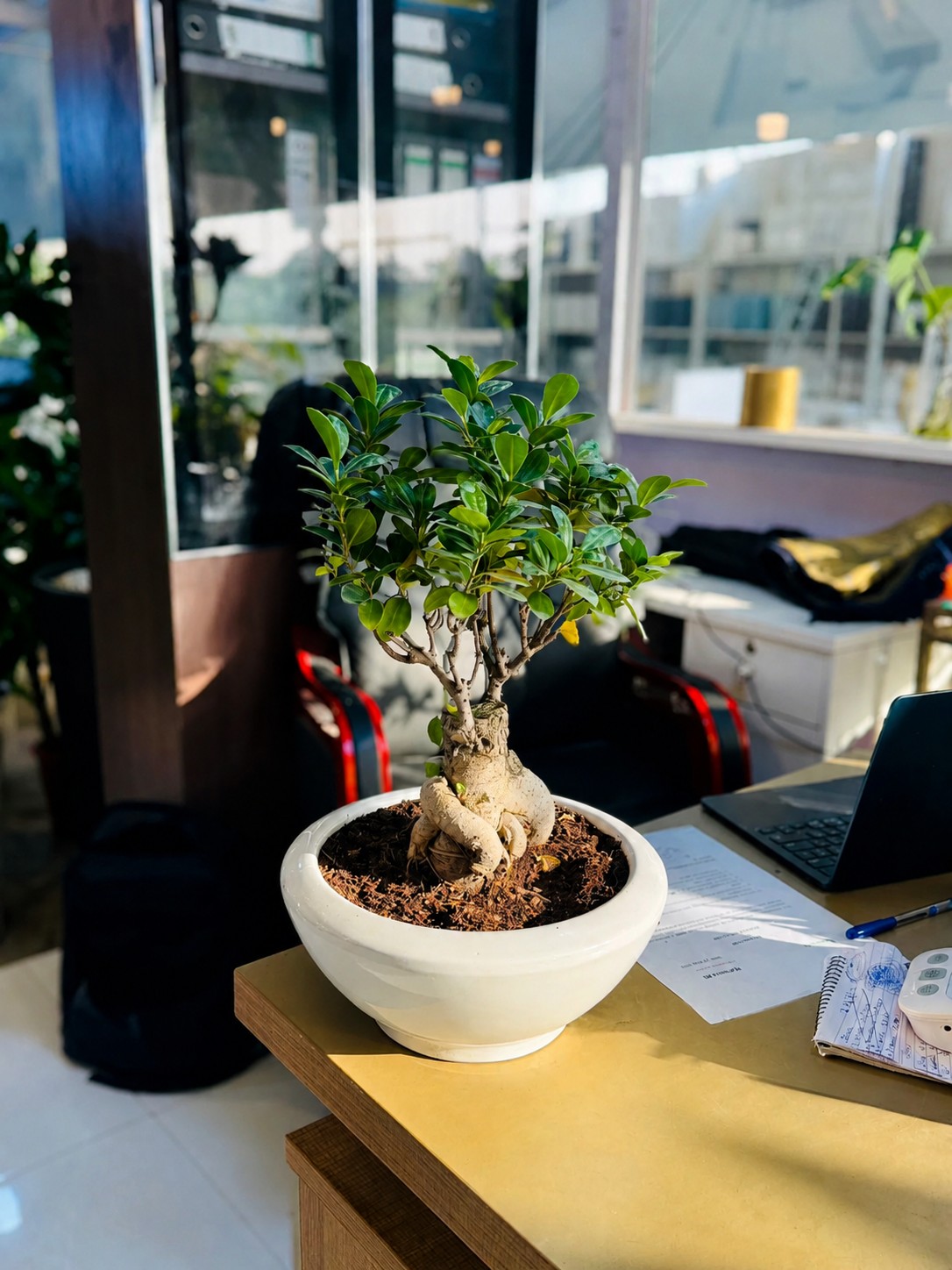 5 sai lầm thường gặp khi chọn cây bonsai mini theo phong thủy 5 sai lầm thường gặp khi chọn cây bonsai mini theo phong thủy