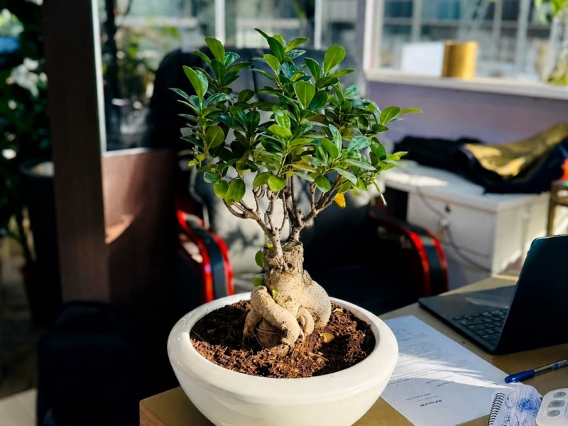 5 sai lầm thường gặp khi chọn cây bonsai mini theo phong thủy