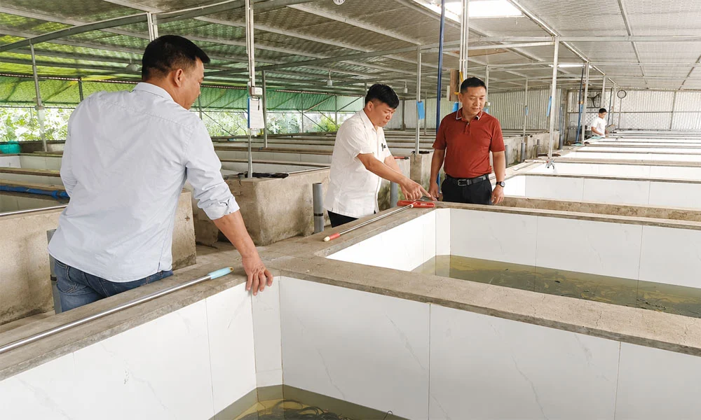 Hơn 70 bể nuôi, 180 tấn lươn mỗi năm: Mô hình siêu thâm canh ở Bắc Ninh