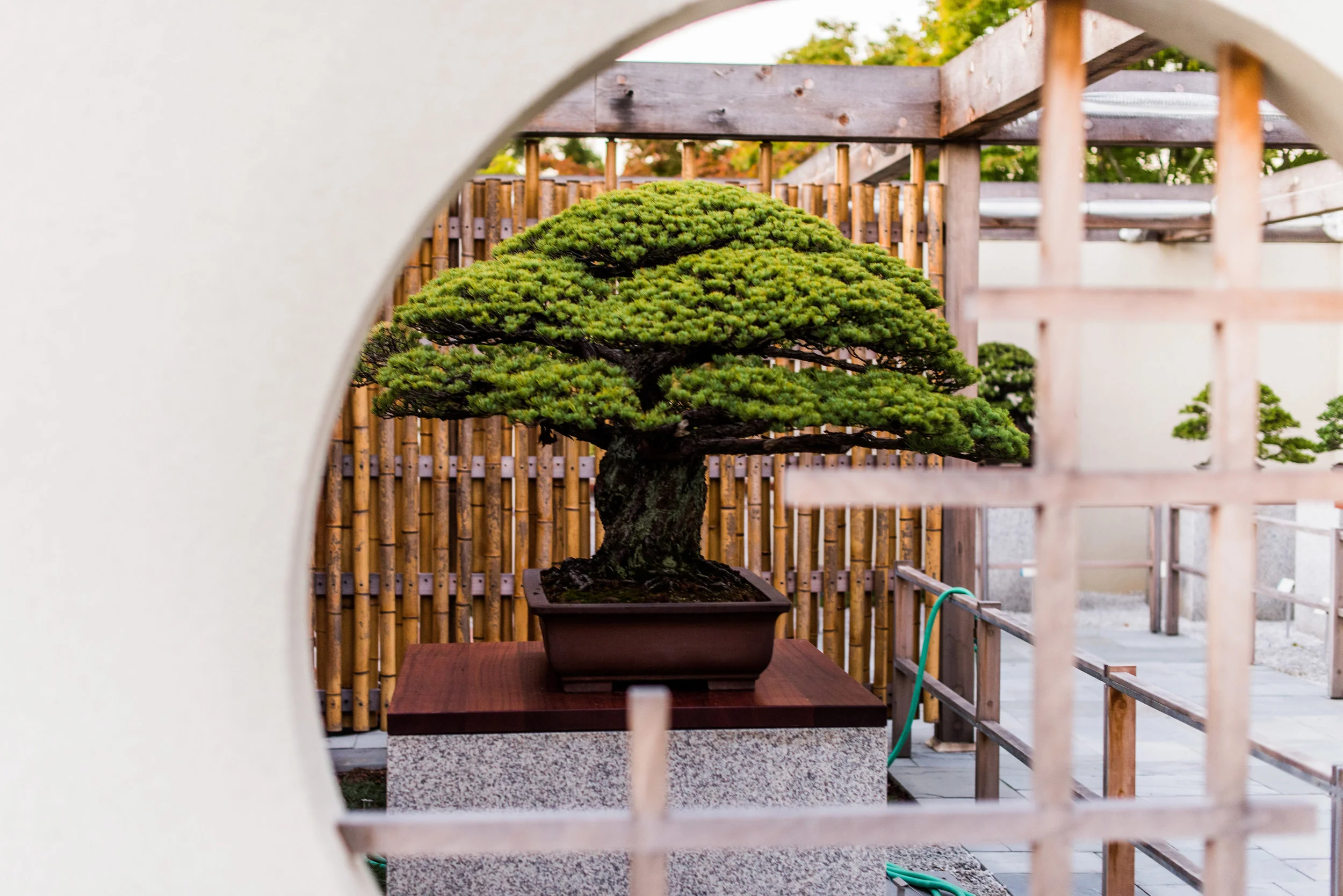 Cây bonsai nổi tiếng nhất thế giới và bí mật bị chôn giấu suốt 56 năm Cây bonsai nổi tiếng nhất thế giới và bí mật bị chôn giấu suốt 56 năm