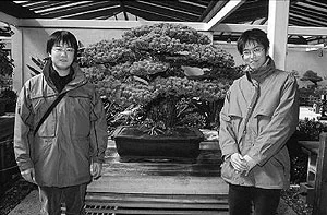 Cây bonsai nổi tiếng nhất thế giới và bí mật bị chôn giấu suốt 56 năm Cây bonsai nổi tiếng nhất thế giới và bí mật bị chôn giấu suốt 56 năm