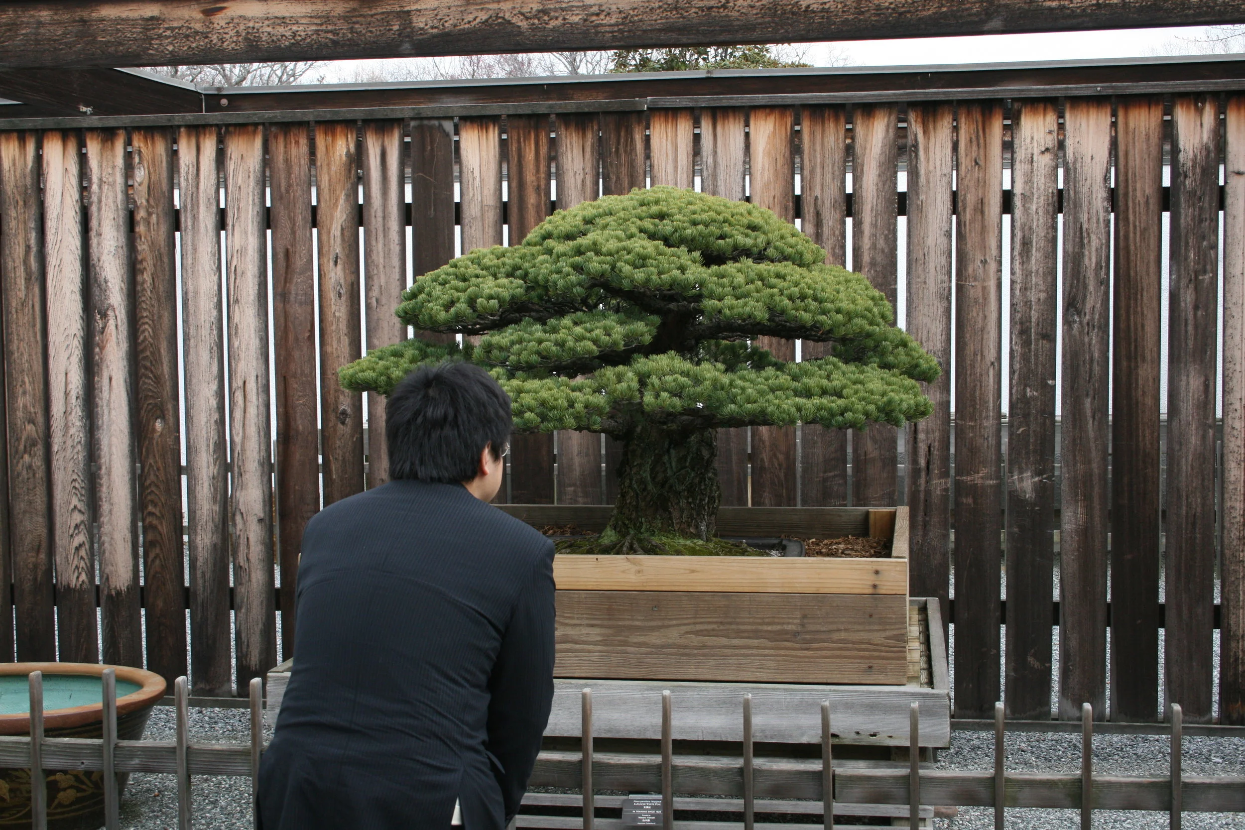 Cây bonsai nổi tiếng nhất thế giới và bí mật bị chôn giấu suốt 56 năm Cây bonsai nổi tiếng nhất thế giới và bí mật bị chôn giấu suốt 56 năm