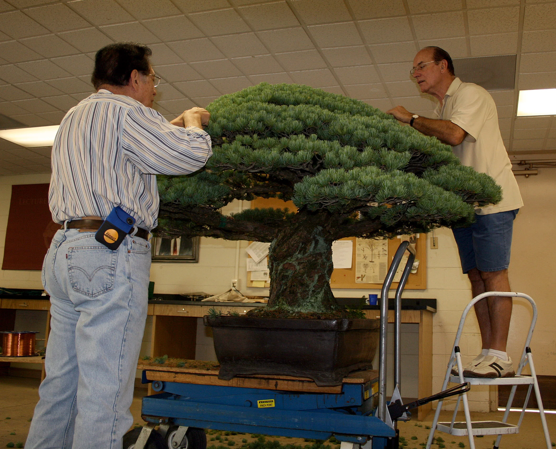 Cây bonsai nổi tiếng nhất thế giới và bí mật bị chôn giấu suốt 56 năm Cây bonsai nổi tiếng nhất thế giới và bí mật bị chôn giấu suốt 56 năm