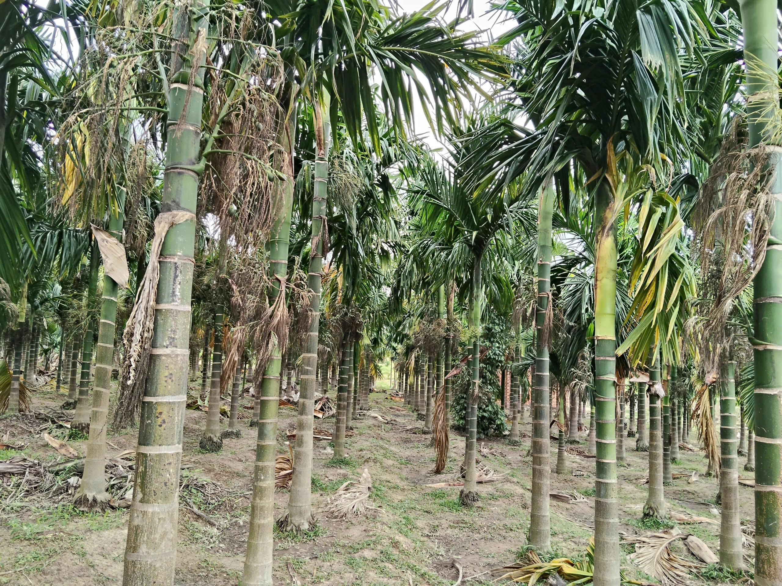 Cây cau trên cao nguyên – Hướng đi kinh tế bền vững cho người nông dân Cây cau trên cao nguyên – Hướng đi kinh tế bền vững cho người nông dân
