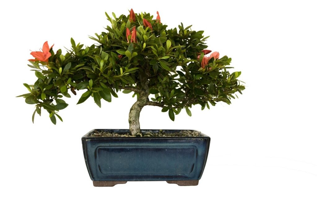 5 bệnh thường gặp trên bonsai đỗ quyên và cách xử lý hiệu quả 5 bệnh thường gặp trên bonsai đỗ quyên và cách xử lý hiệu quả