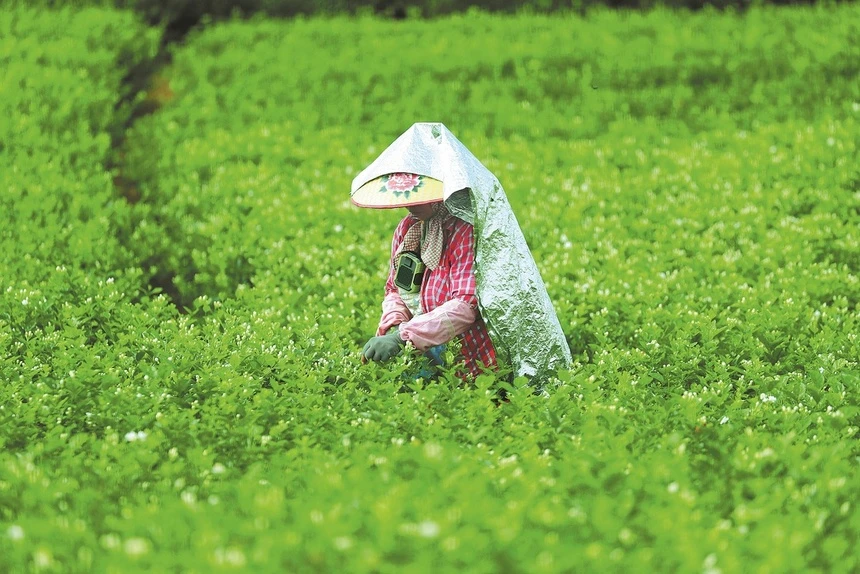 Trung Quốc biến loài hoa nhỏ bé thành ngành công nghiệp 2,8 tỷ USD