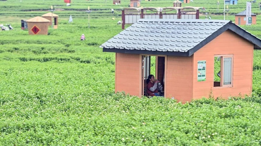 Trung Quốc biến loài hoa nhỏ bé thành ngành công nghiệp 2,8 tỷ USD