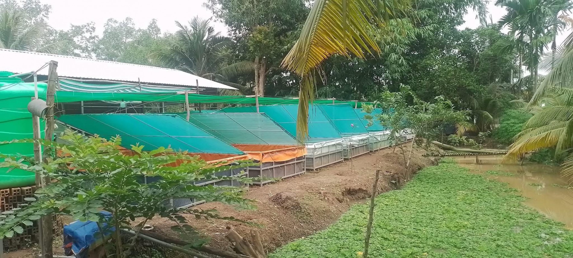 Nông dân Cần Thơ làm giàu từ loài côn trùng có tinh dầu đặc biệt