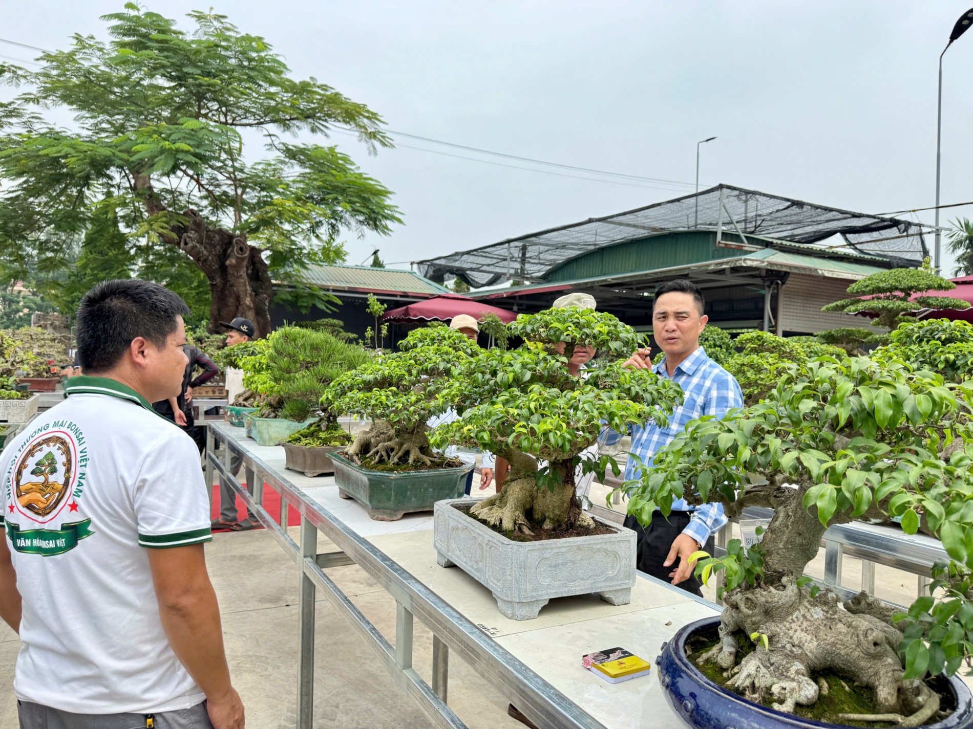 Gần 200 người yêu bonsai hội ngộ tại Lý Nhân: Lan tỏa đam mê, kết nối giá trị nghệ thuật sinh vật cảnh