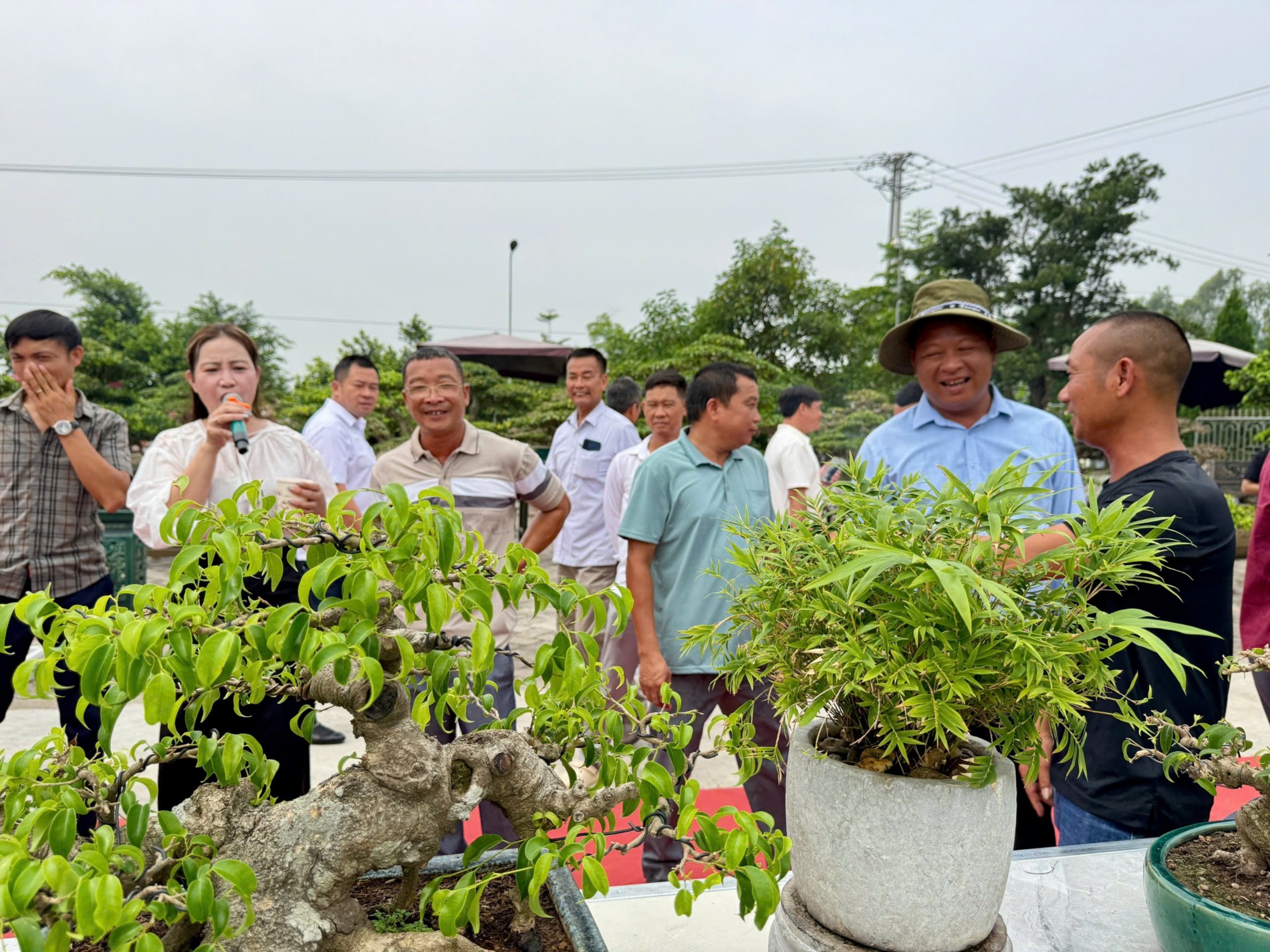 Gần 200 người yêu bonsai hội ngộ tại Lý Nhân: Lan tỏa đam mê, kết nối giá trị nghệ thuật sinh vật cảnh