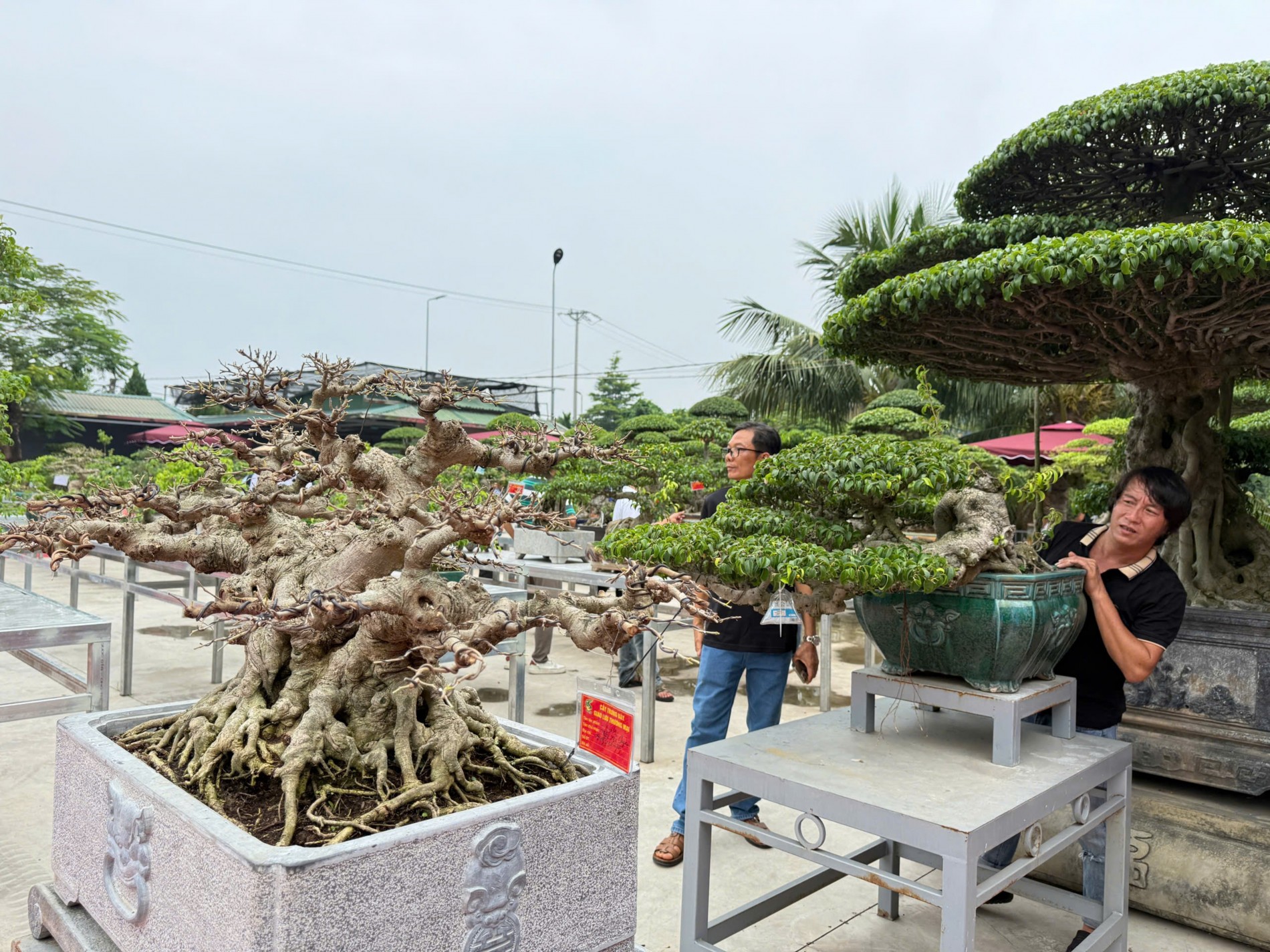 Gần 200 người yêu bonsai hội ngộ tại Lý Nhân: Lan tỏa đam mê, kết nối giá trị nghệ thuật sinh vật cảnh