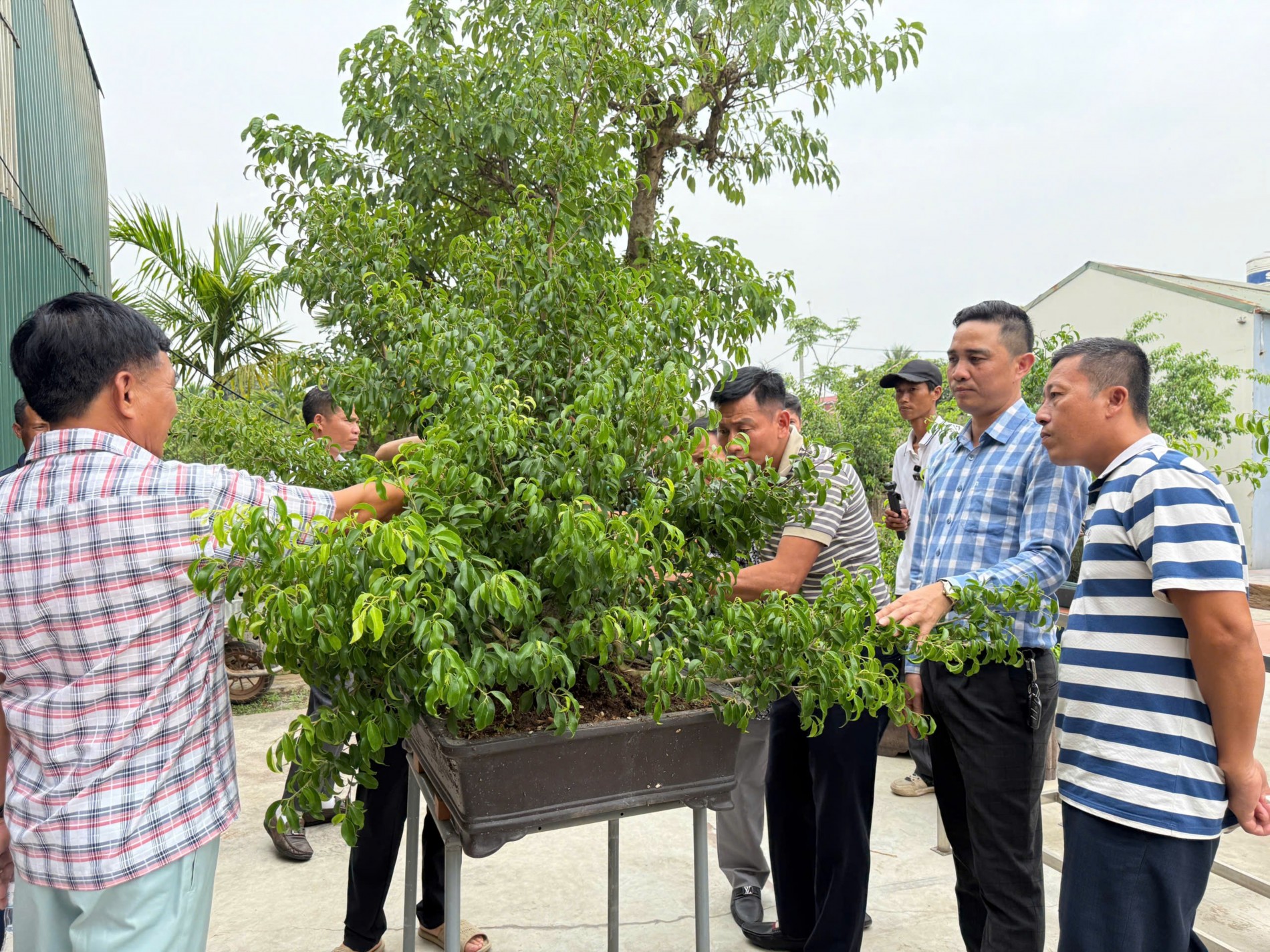 Gần 200 người yêu bonsai hội ngộ tại Lý Nhân: Lan tỏa đam mê, kết nối giá trị nghệ thuật sinh vật cảnh