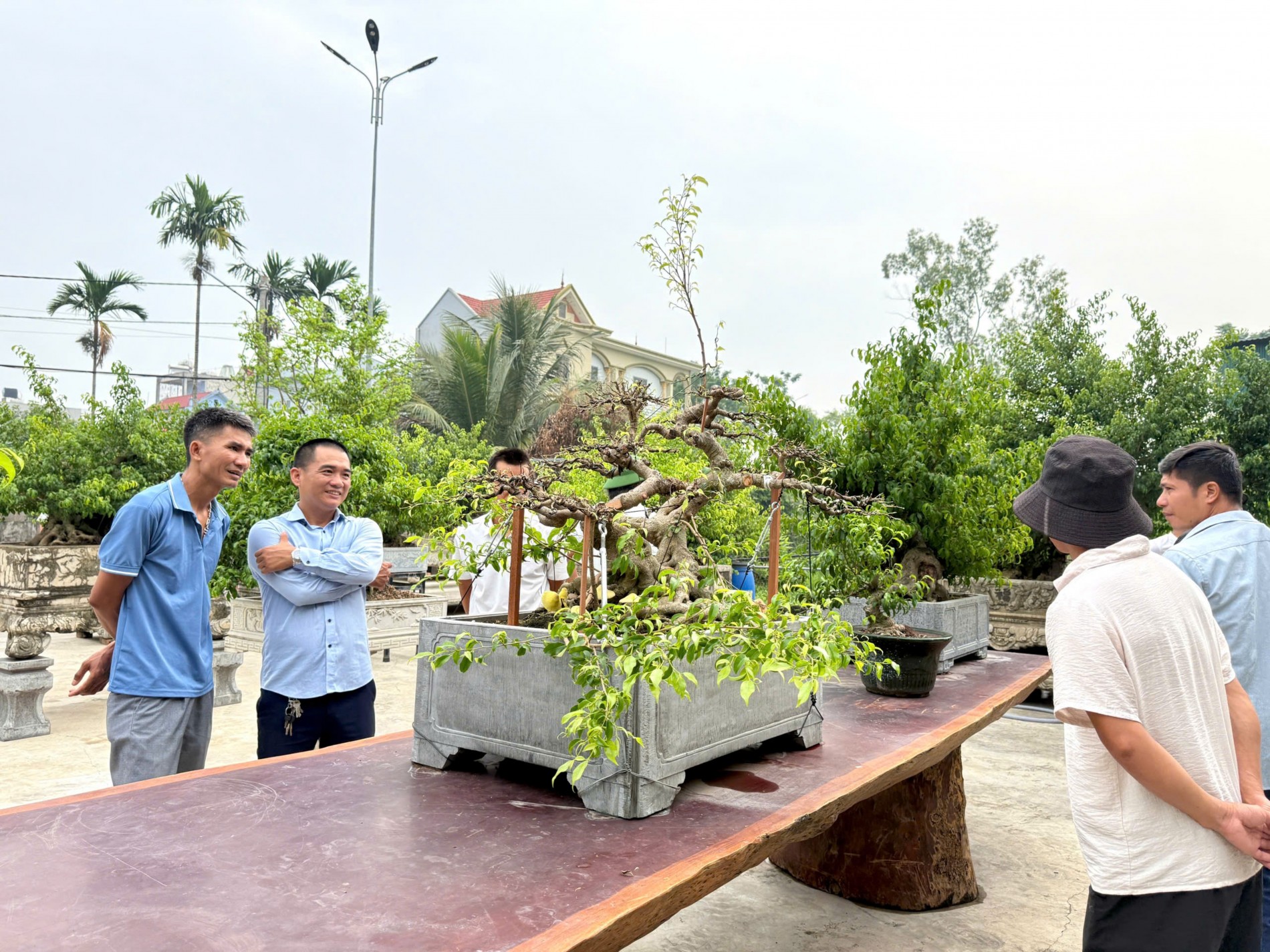 Gần 200 người yêu bonsai hội ngộ tại Lý Nhân: Lan tỏa đam mê, kết nối giá trị nghệ thuật sinh vật cảnh