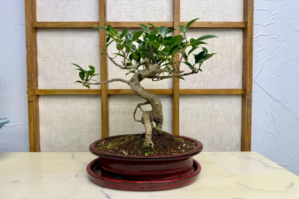 5 loài bonsai “lớn nhanh”, dễ tạo dáng cho người mới 5 loài bonsai “lớn nhanh”, dễ tạo dáng cho người mới
